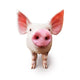 Pig Farm Wall Decal