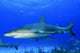 Caribbean Reef Sharks Bahamas Wall Decal