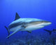 Caribbean Reef Shark Wall Decal