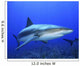 Caribbean Reef Shark Wall Decal