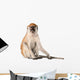 Monkey Wall Decal