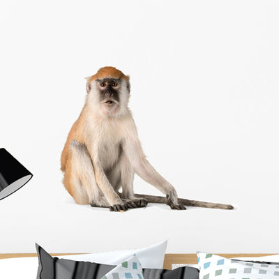 Monkey Wall Decal shown on a wall
