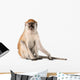Monkey Wall Decal