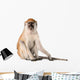 Monkey Wall Decal