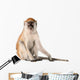 Monkey Wall Decal