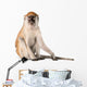 Monkey Wall Decal