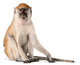 Monkey Wall Decal