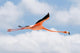 Flamingo Flight Wall Decal