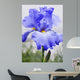Purple Bearded Iris Wall Decal