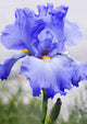 Purple Bearded Iris Wall Decal
