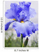 Purple Bearded Iris Wall Decal