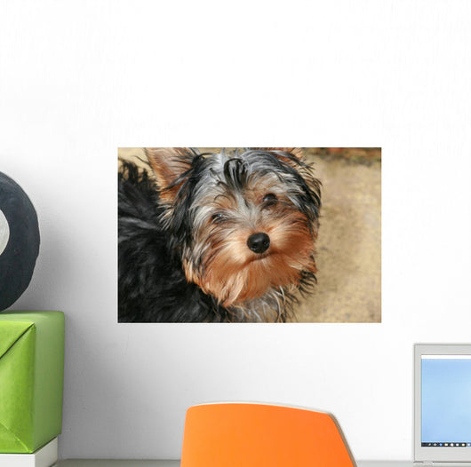 Yorkshire Terrier Wall Decal