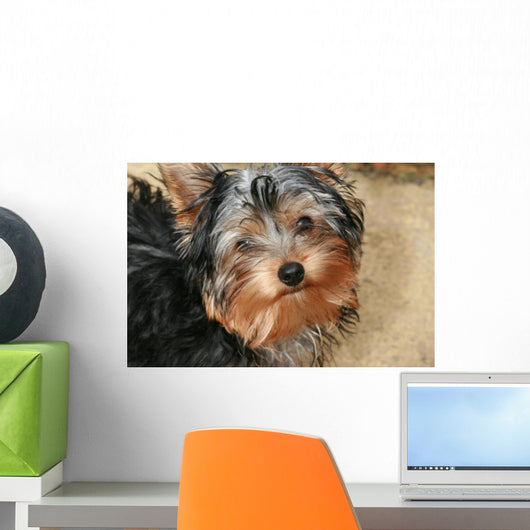 Yorkshire Terrier Wall Decal