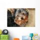 Yorkshire Terrier Wall Decal