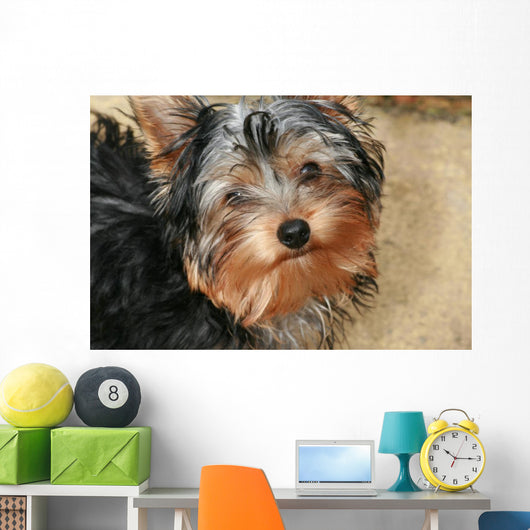 Yorkshire Terrier Wall Decal