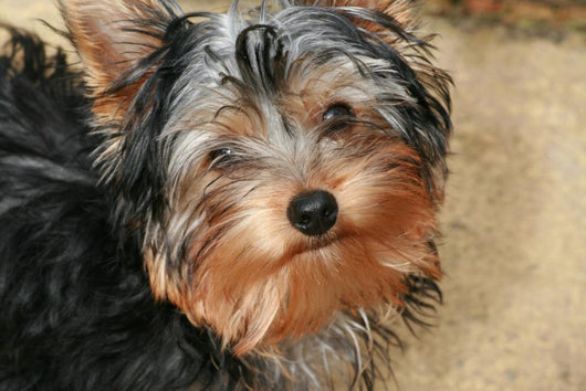 Yorkshire Terrier Wall Decal