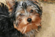 Yorkshire Terrier Wall Decal