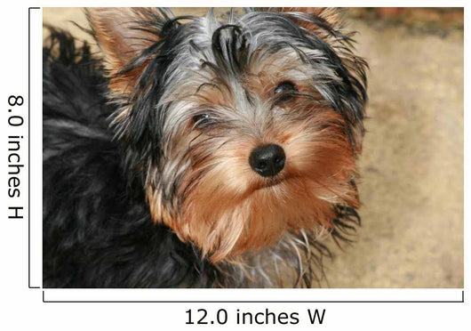 Yorkshire Terrier Wall Decal