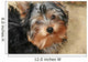 Yorkshire Terrier Wall Decal