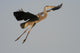 Great Blue Heron Wall Decal
