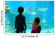 Children Amazed Aquarium Wall Decal