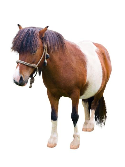 Brown and White Pony Wall Decal