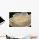White Rose Close-up Wall Decal