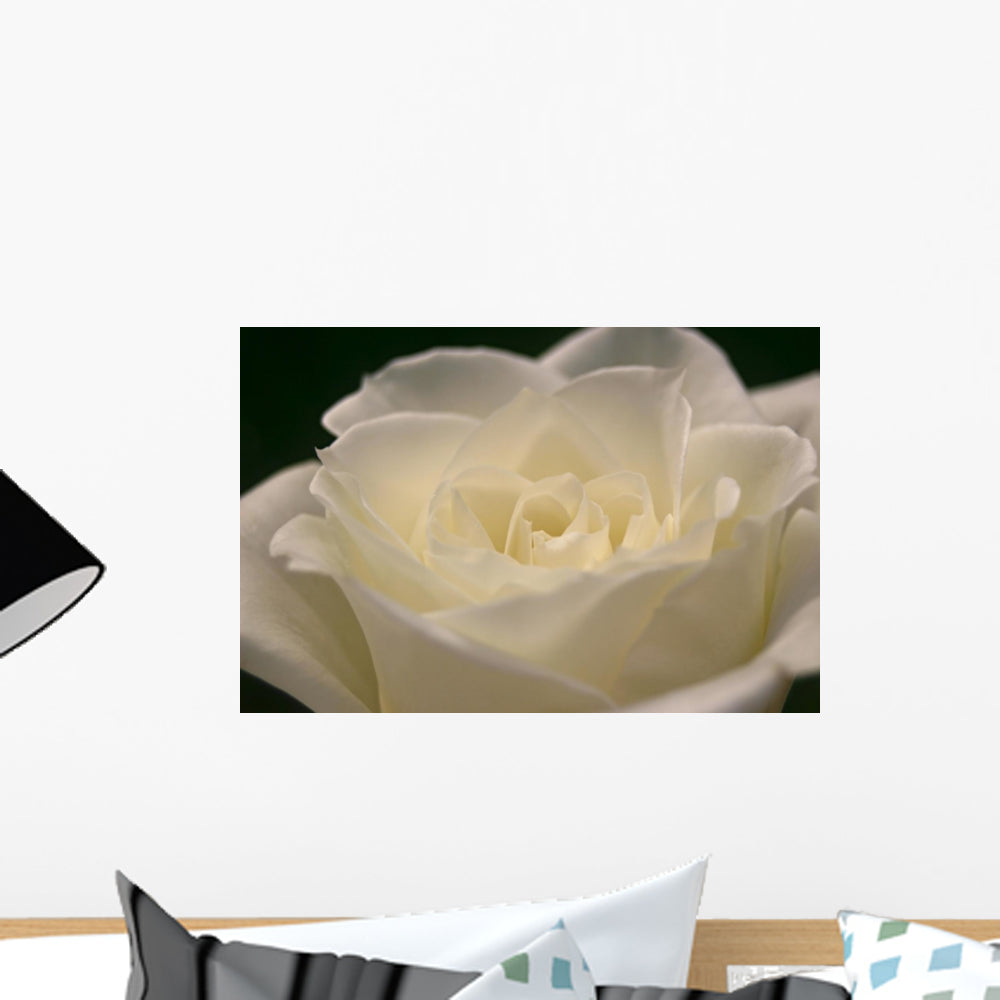 White Rose Close-up Wall Decal - WallMonkeys.com – Wallmonkeys