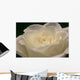 White Rose Close-up Wall Decal