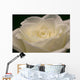White Rose Close-up Wall Decal