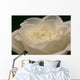 White Rose Close-up Wall Decal