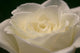 White Rose Close-up Wall Decal