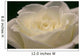 White Rose Close-up Wall Decal