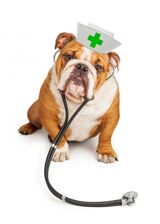 Bulldog Nurse with Stethoscope Wall Decal