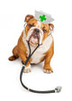 Bulldog Nurse with Stethoscope Wall Decal