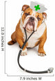 Bulldog Nurse with Stethoscope Wall Decal