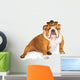Funny Mexican Bulldog Wearing Wall Decal