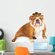 Funny Mexican Bulldog Wearing Wall Decal
