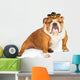 Funny Mexican Bulldog Wearing Wall Decal