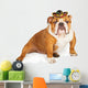 Funny Mexican Bulldog Wearing Wall Decal