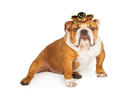 Funny Mexican Bulldog Wearing Wall Decal