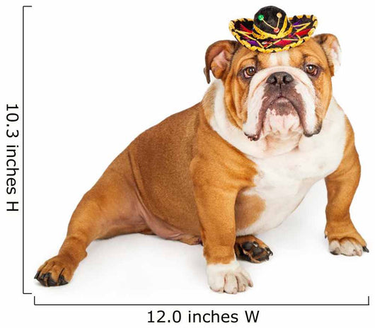 Funny Mexican Bulldog Wearing Wall Decal