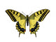 Butterfly Papilio Machaon Wall Decal