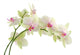 Orchid White Wall Decal