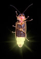 Glowing Firefly Wall Decal