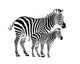 Zebra Adult-colt Wall Decal
