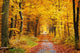 Autumn Forest Path Wall Decal