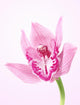 Orchid Wall Decal
