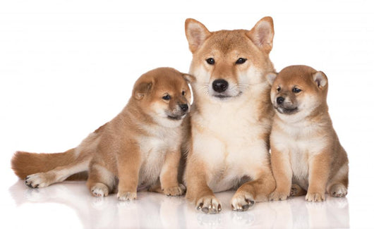 Shiba Inu Dog Puppies Wall Decal