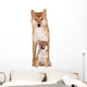Red Shiba Inu Dog Wall Decal